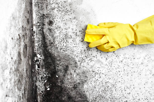 Best Residential Mold Removal  in Onarga, IL