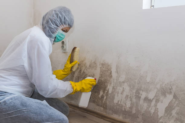 Crawl Space Mold Removal in Onarga, IL