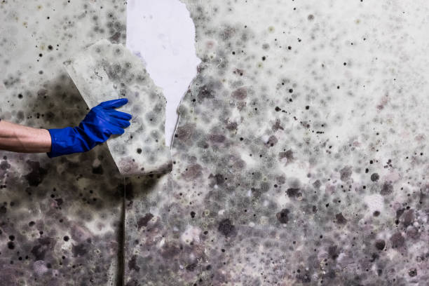 Best Black Mold Removal  in Onarga, IL